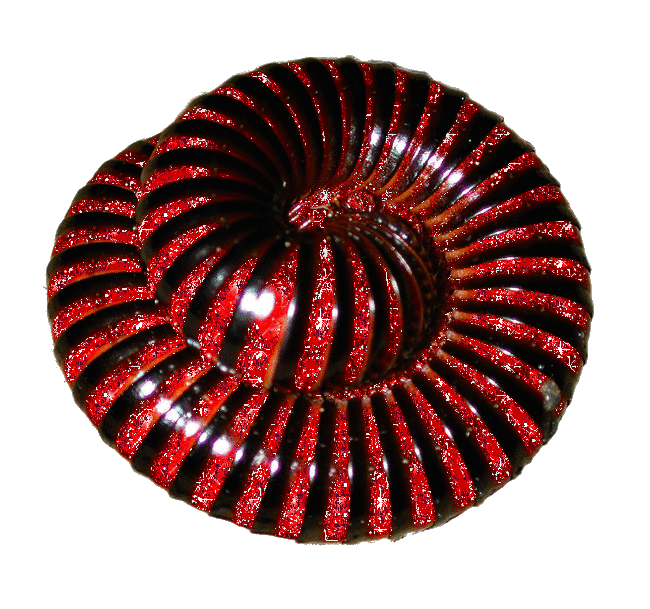Sparkly millipede