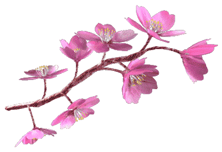 cherry blossom
