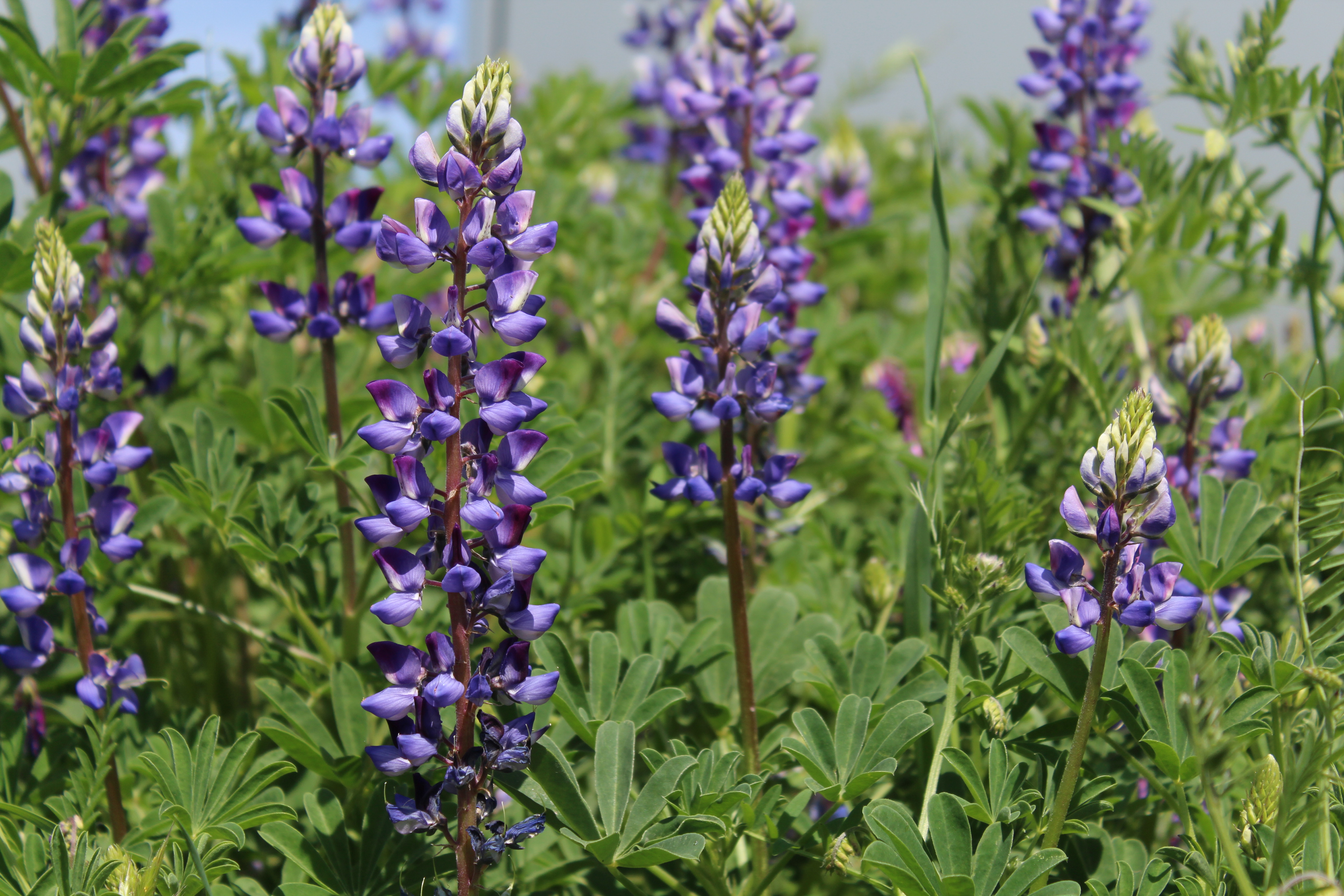 Lupinus succulentus