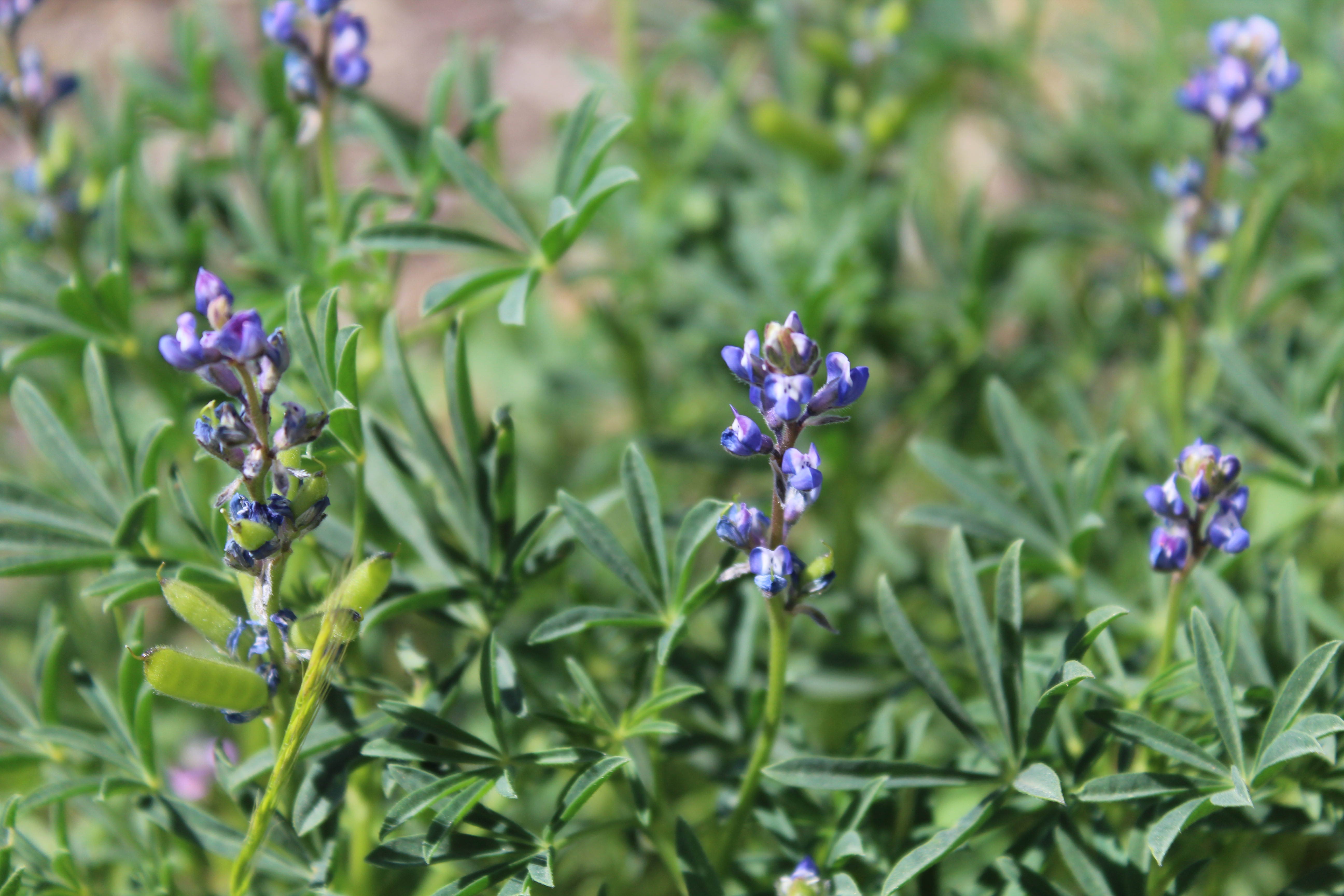 Lupinus bicolor