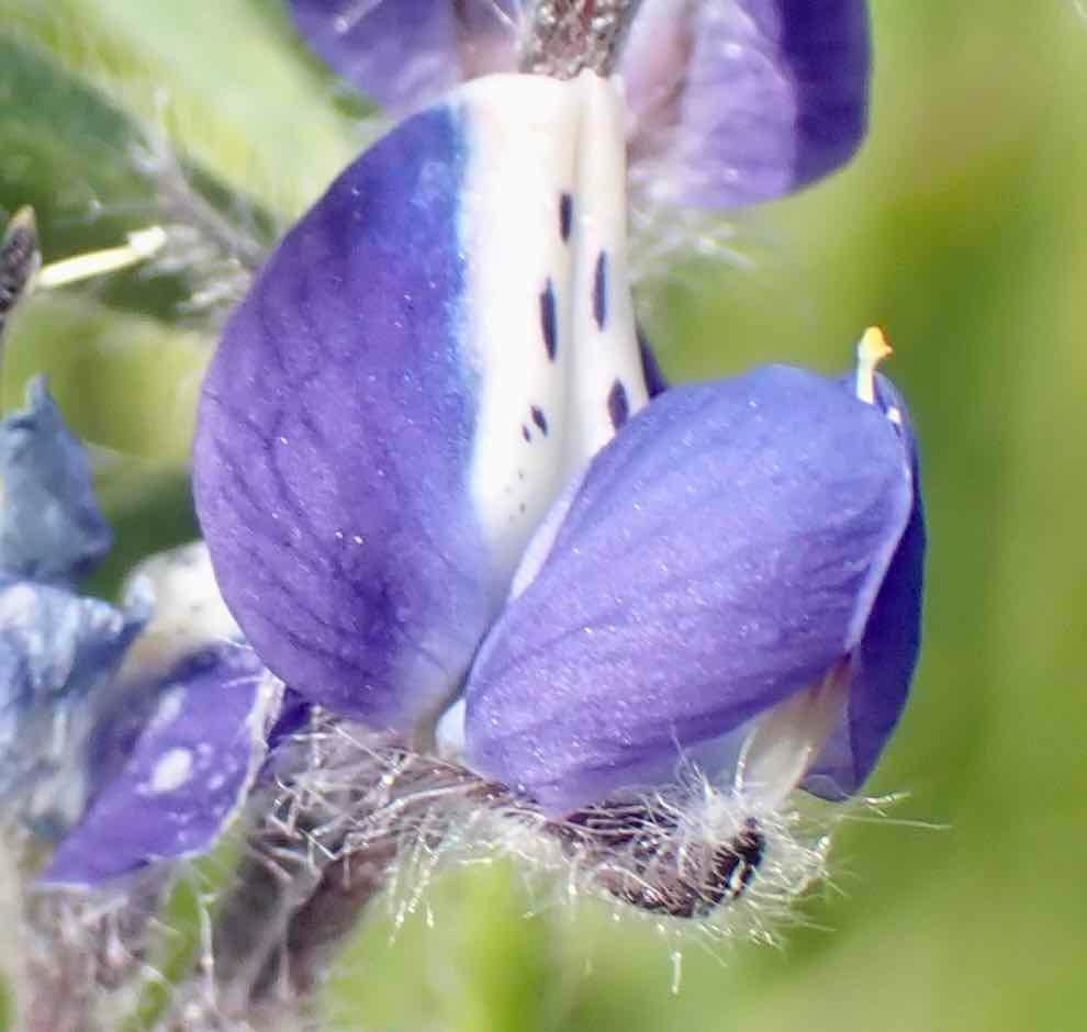 Lupinus bicolor closeup