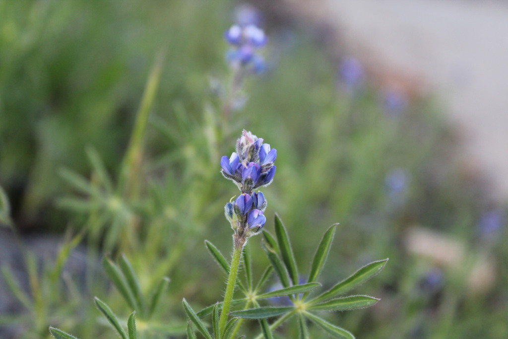 Lupinus bicolor