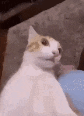 IMG_5576.gif