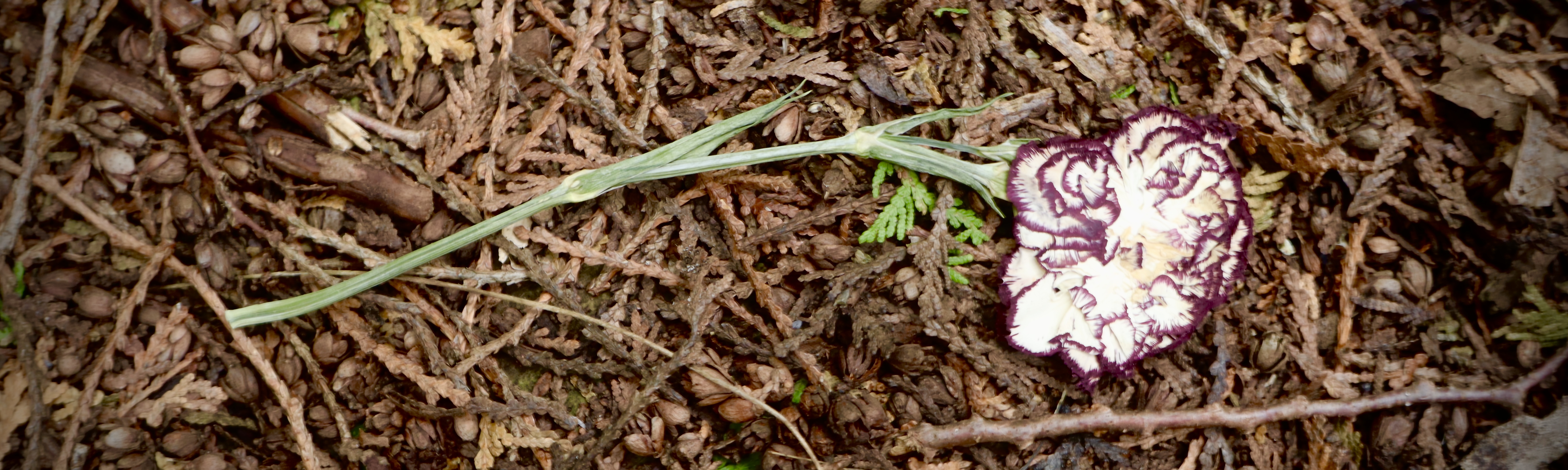 A pressed flower, with white ruffled petals. The edges of the petals are dark red.