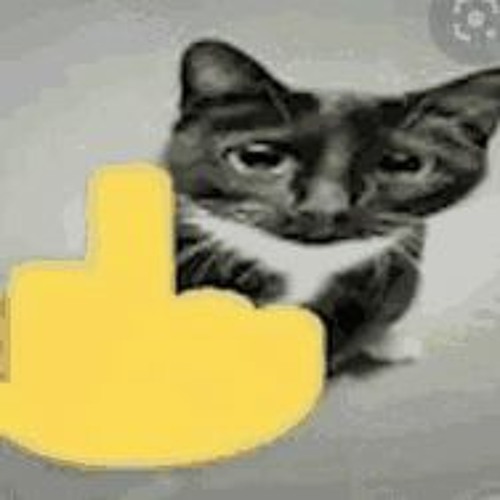 MIDDLE FINGER CAT