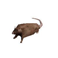 evilratofohio