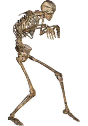 skeleton