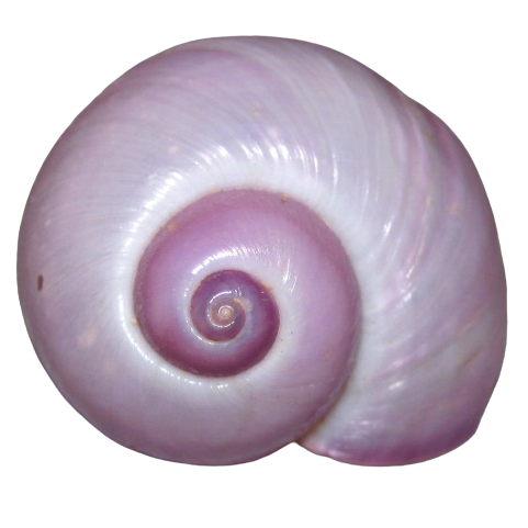 shelly sells sea shells by the sea shore