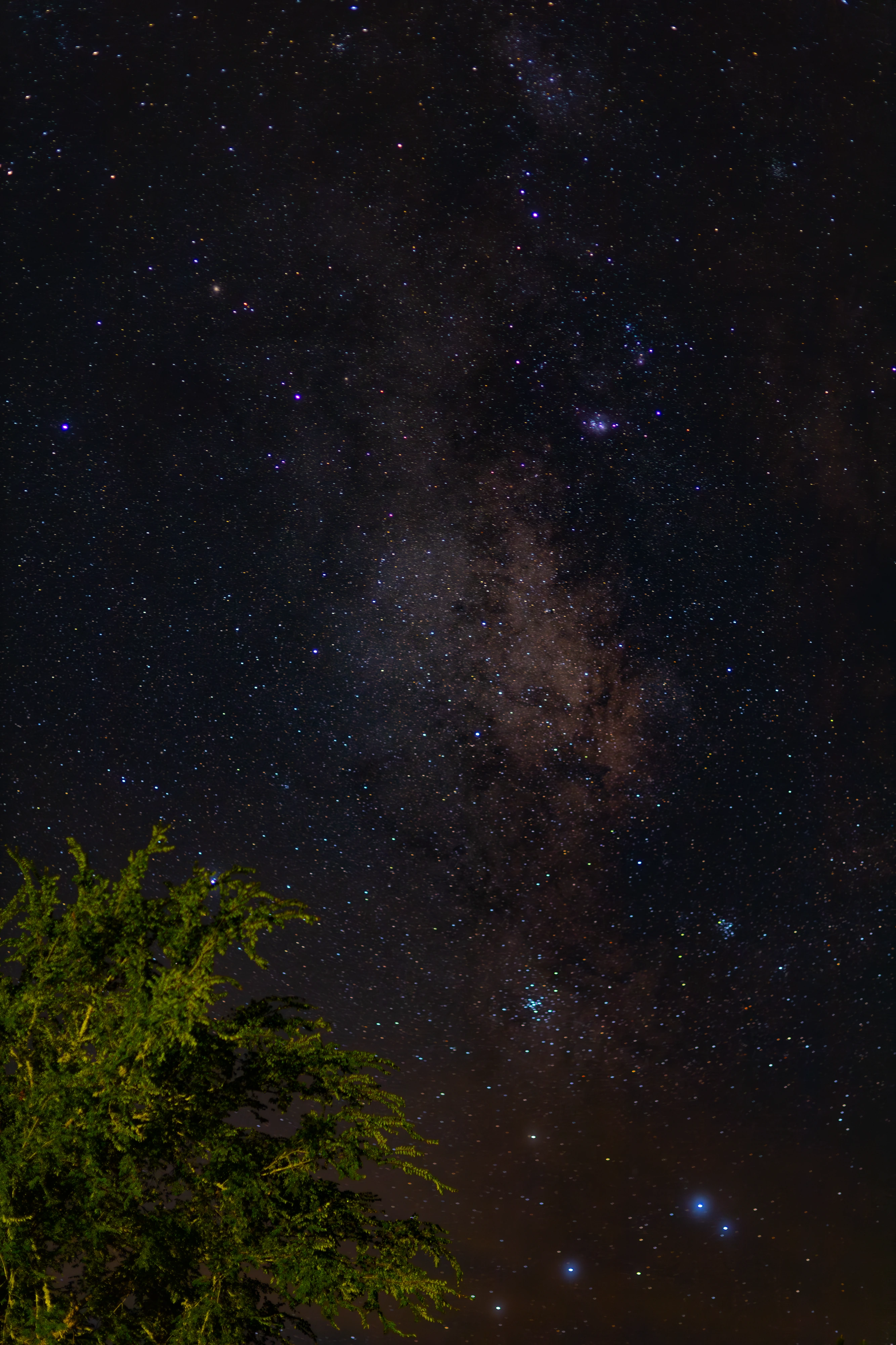 Milky Way rising vertically above silhouetted foliage