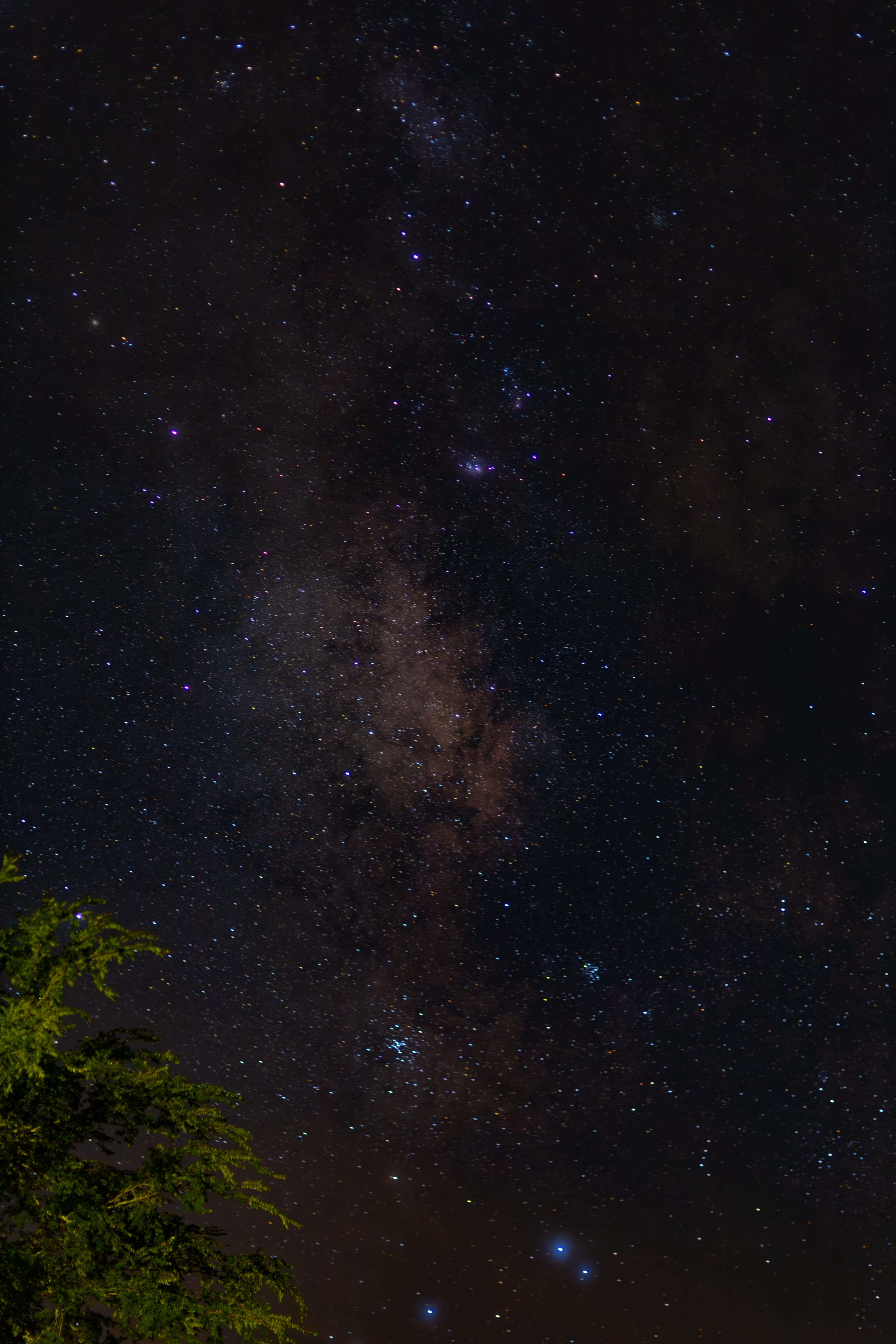 Vertical Milky Way star field above the treeline