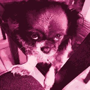 white and brown fluffy chihuahua with a pleading look and a paw on the camera holder's knee