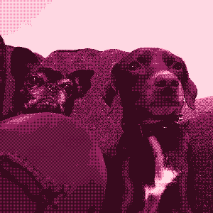 black pug and brown labrador mix sitting patiently