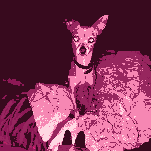 chihuahua-whippet mix dog staring creepily in the dark with camera flash on