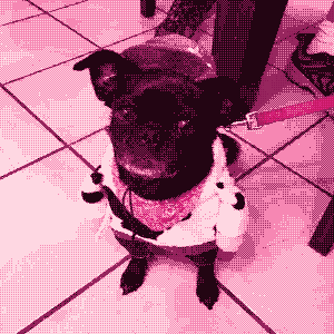 black pug named Pepsi wearing a cowboy costume