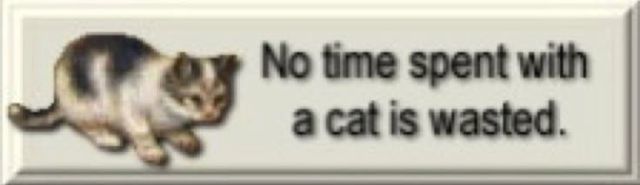 A cute cat