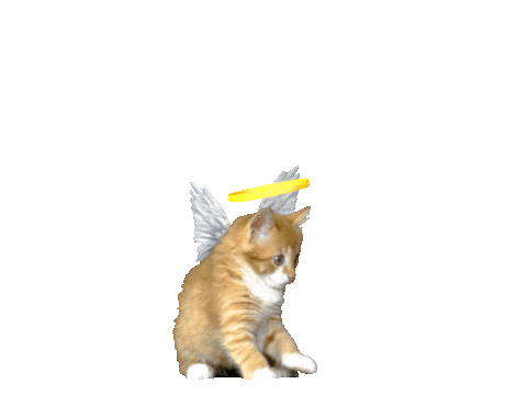 A cute cat