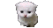 A cute cat