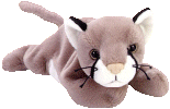 A cute cat