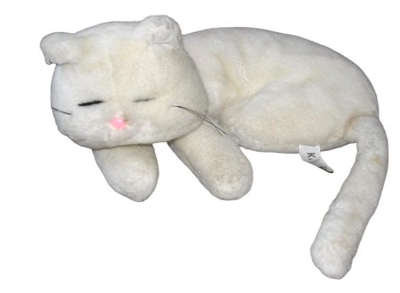 A cute cat