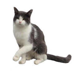 A cute cat