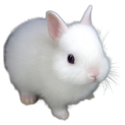 A cute cat
