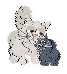 A cute cat