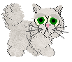 A cute cat