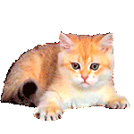 A cute cat