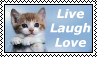 A cute cat