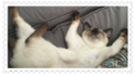 A cute cat