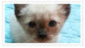 A cute cat