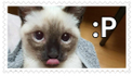 A cute cat