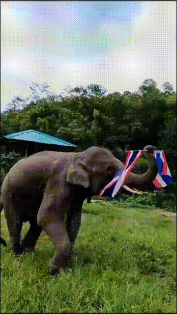 GIF