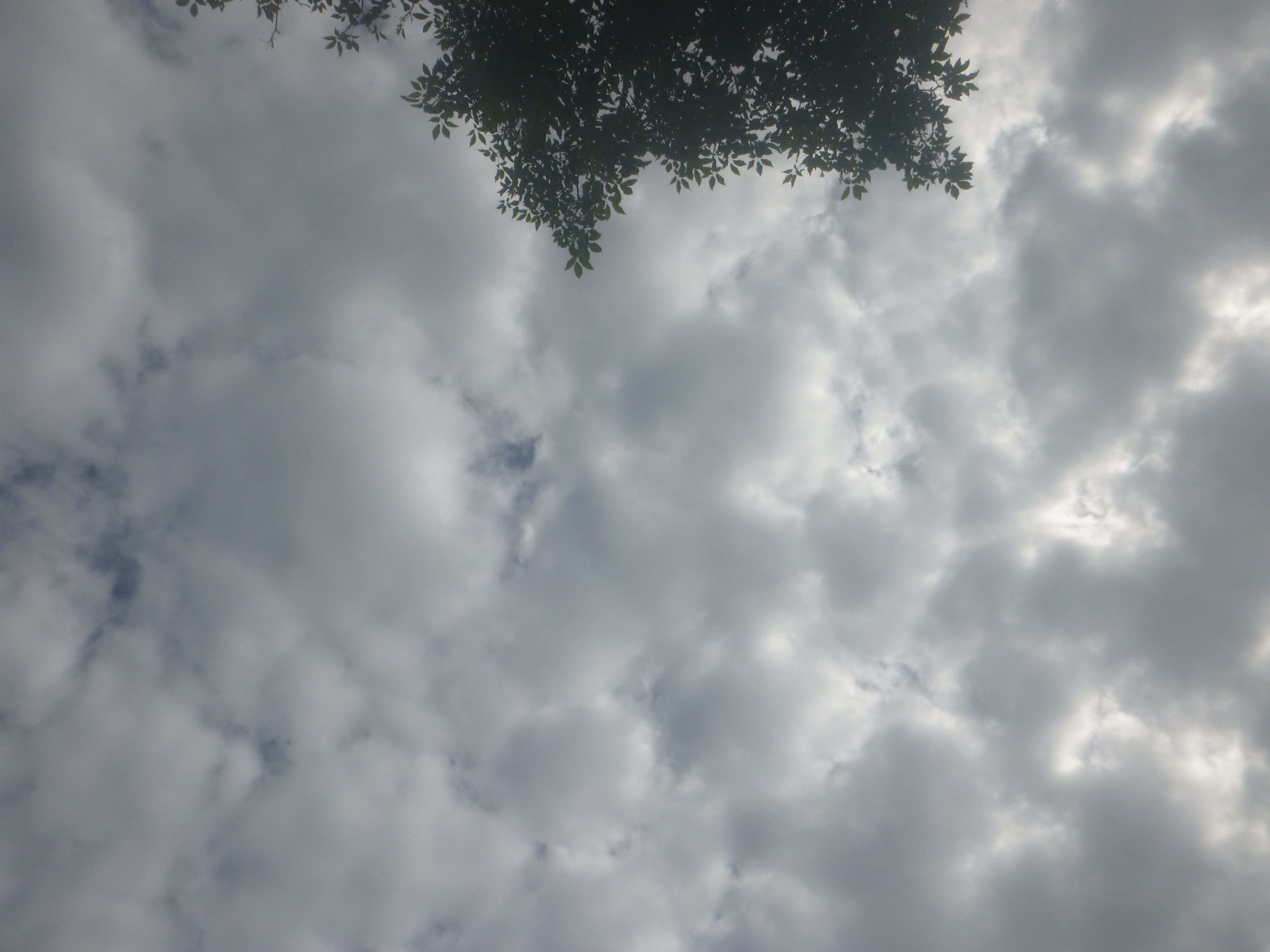 Cloudy skies with a tree visible on the top of the picture