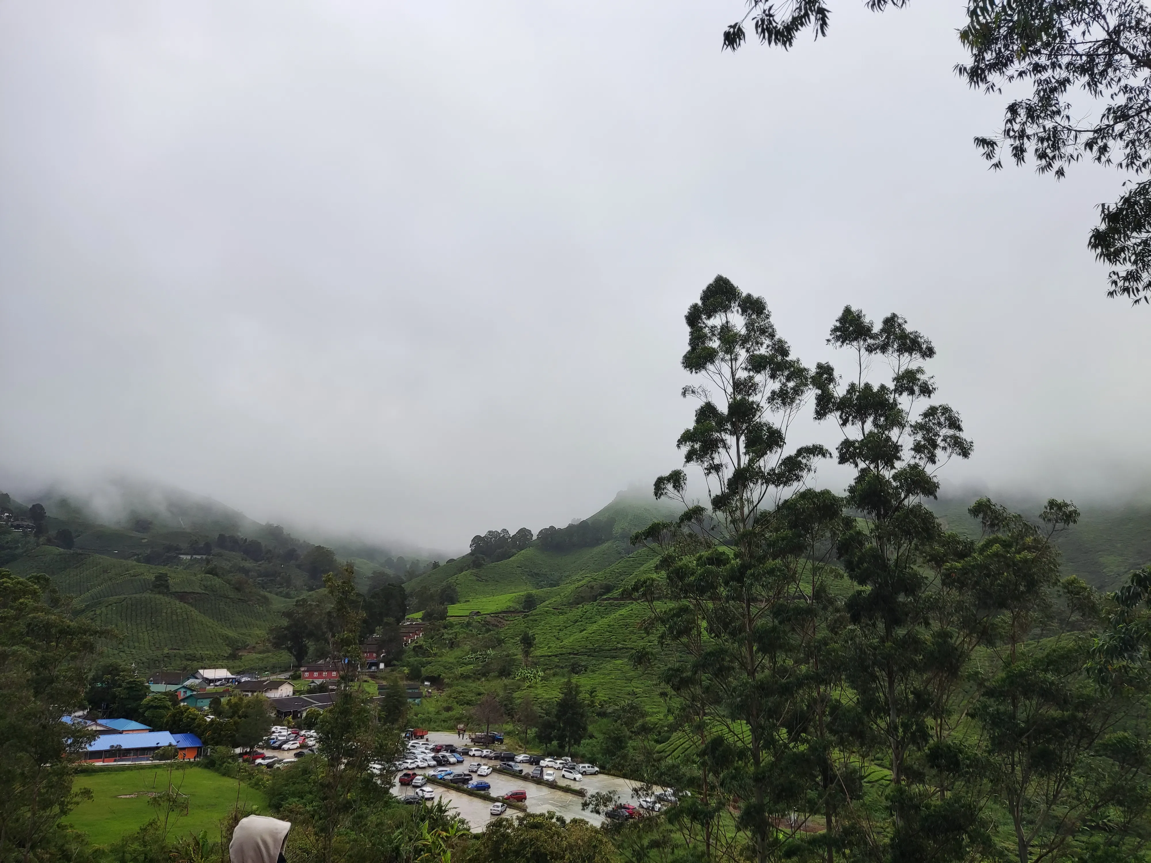 A tea leaf plantation with heavy fog on top of the hill
