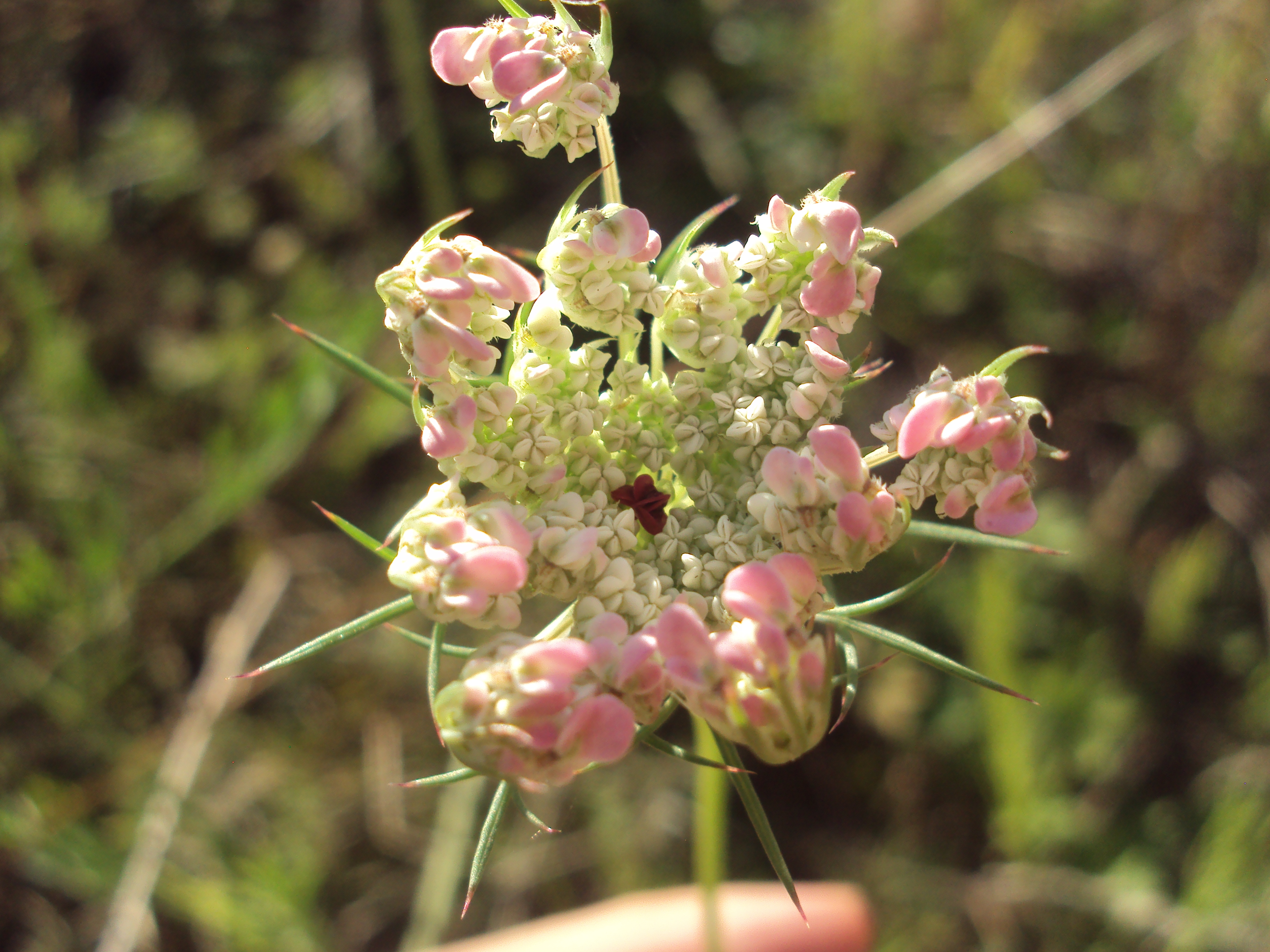 inflorescence de Daucus carota sur le point de se fermer