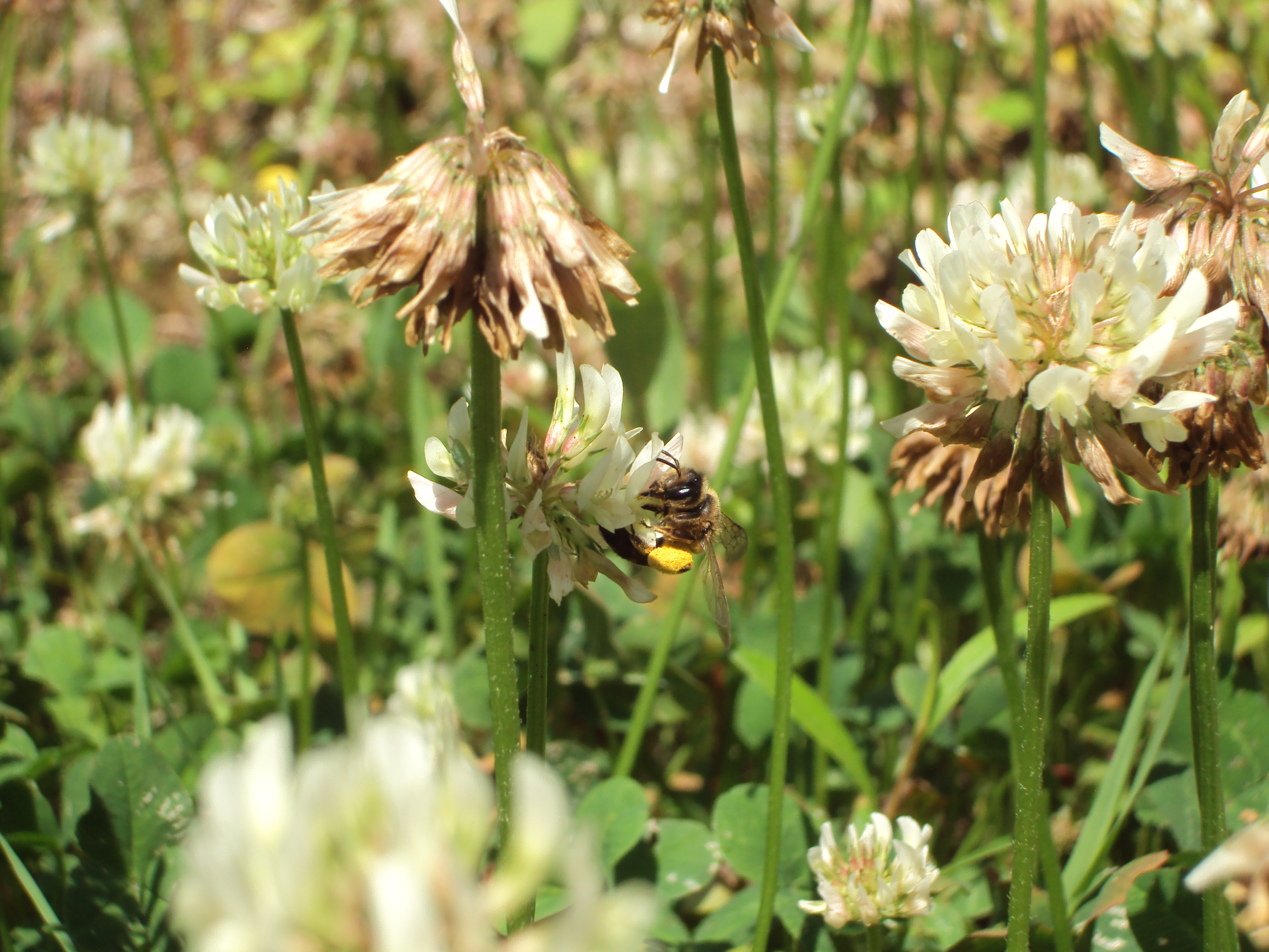 abeille posée sur une fleur de trefle blanc