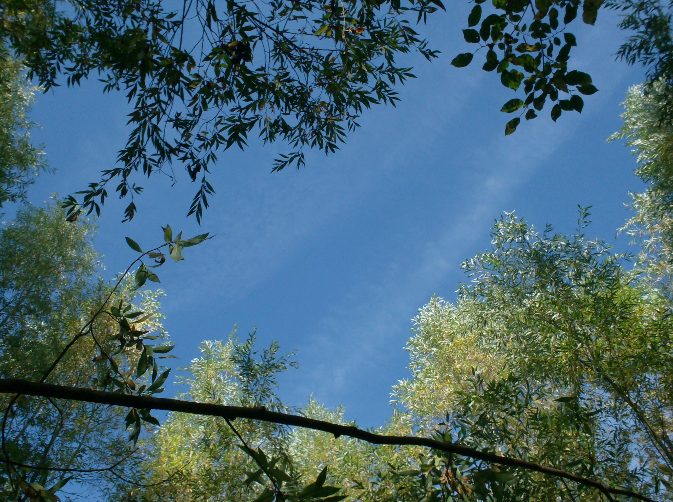 photo d'un ciel bleu entre la canopée
