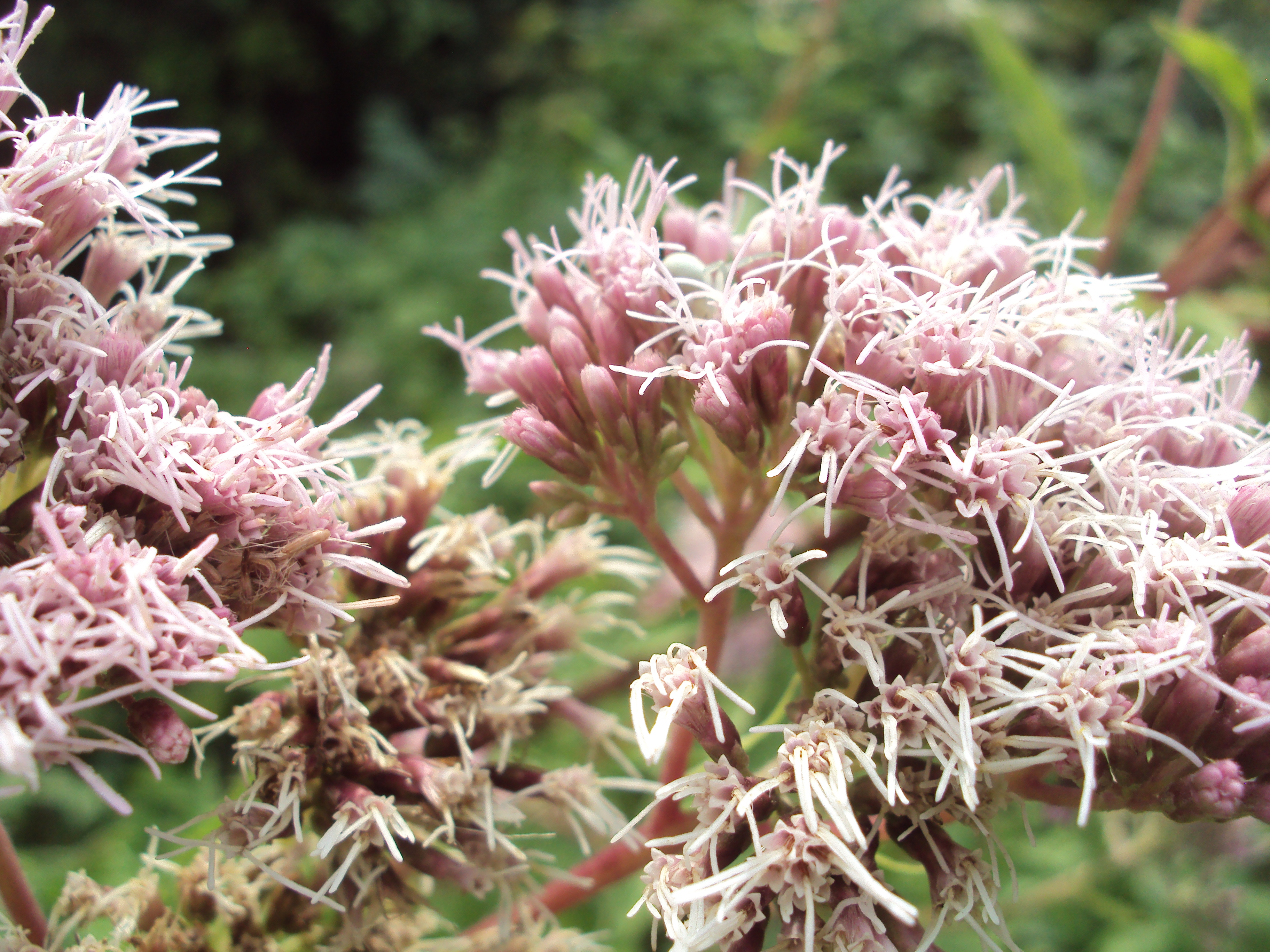inflorescence de eupatorium 