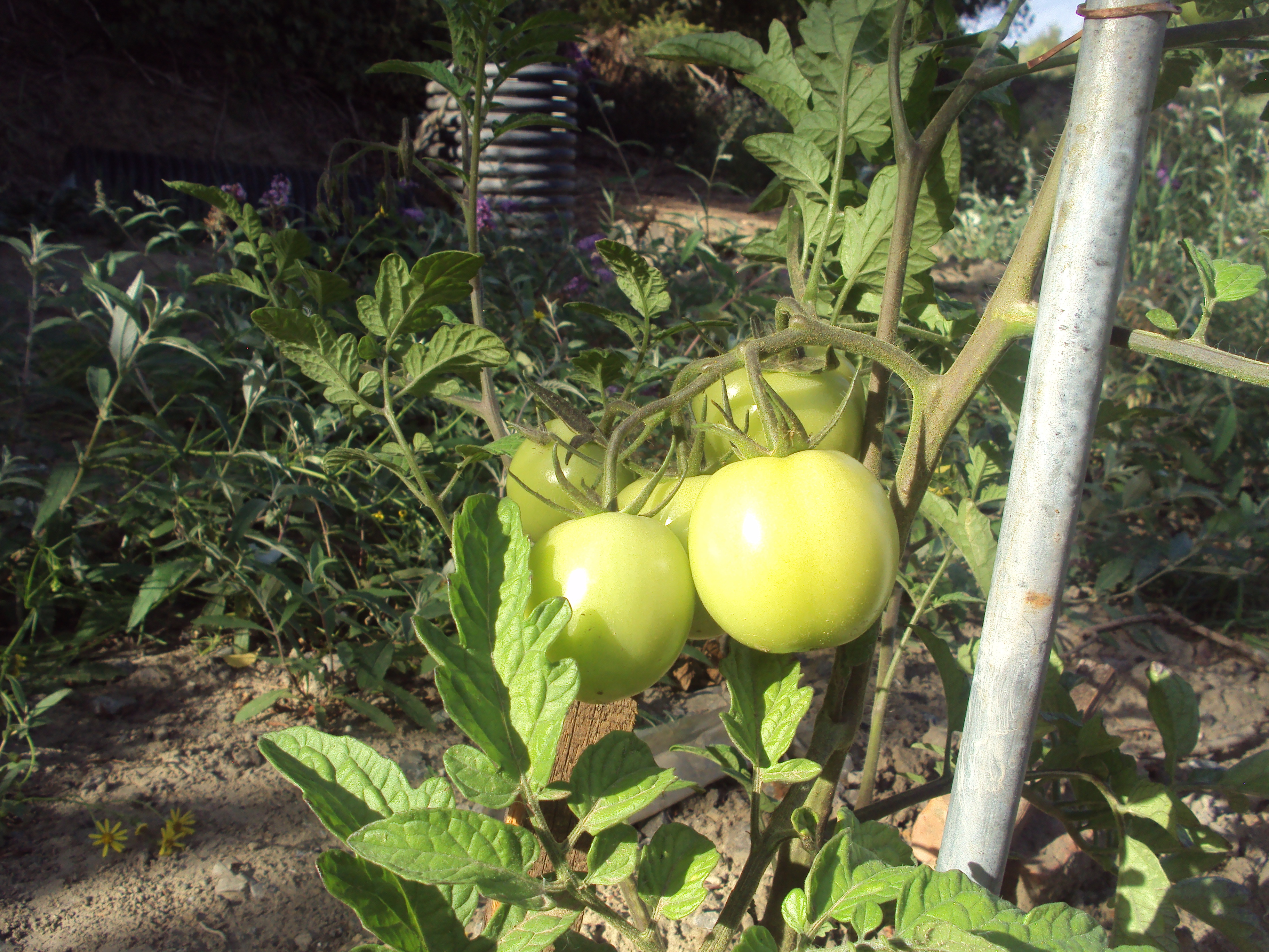 grandes tomates vertes