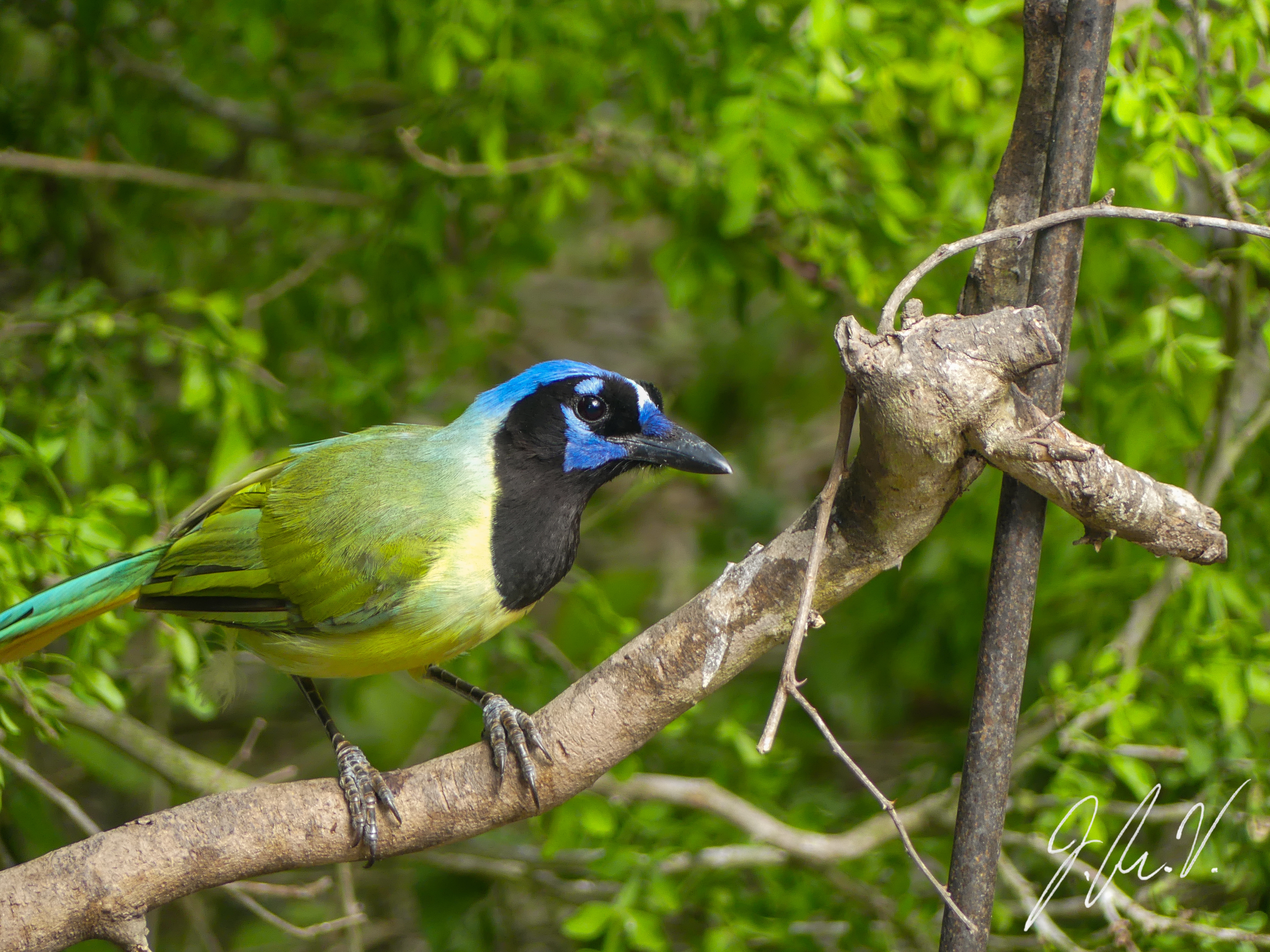 Photograph of a Green Jay at Laguna Atascosa