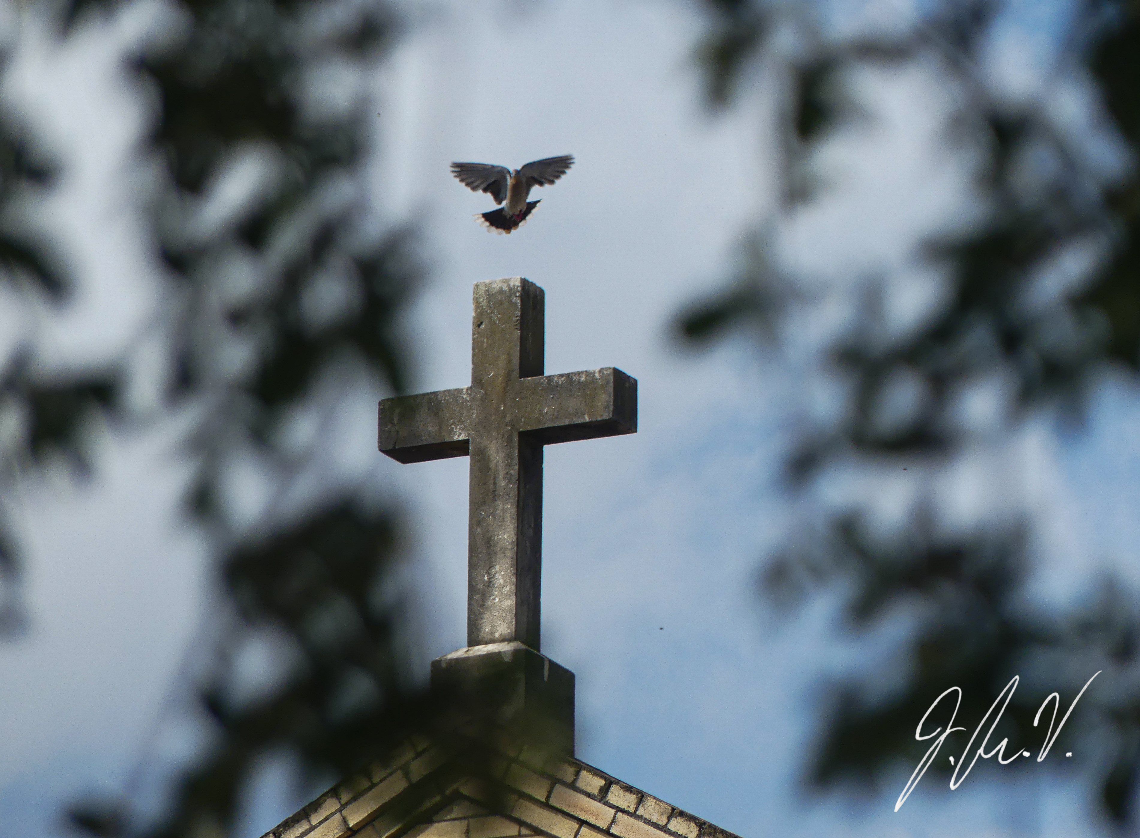 Photograph of a Dove in flight from a church roof