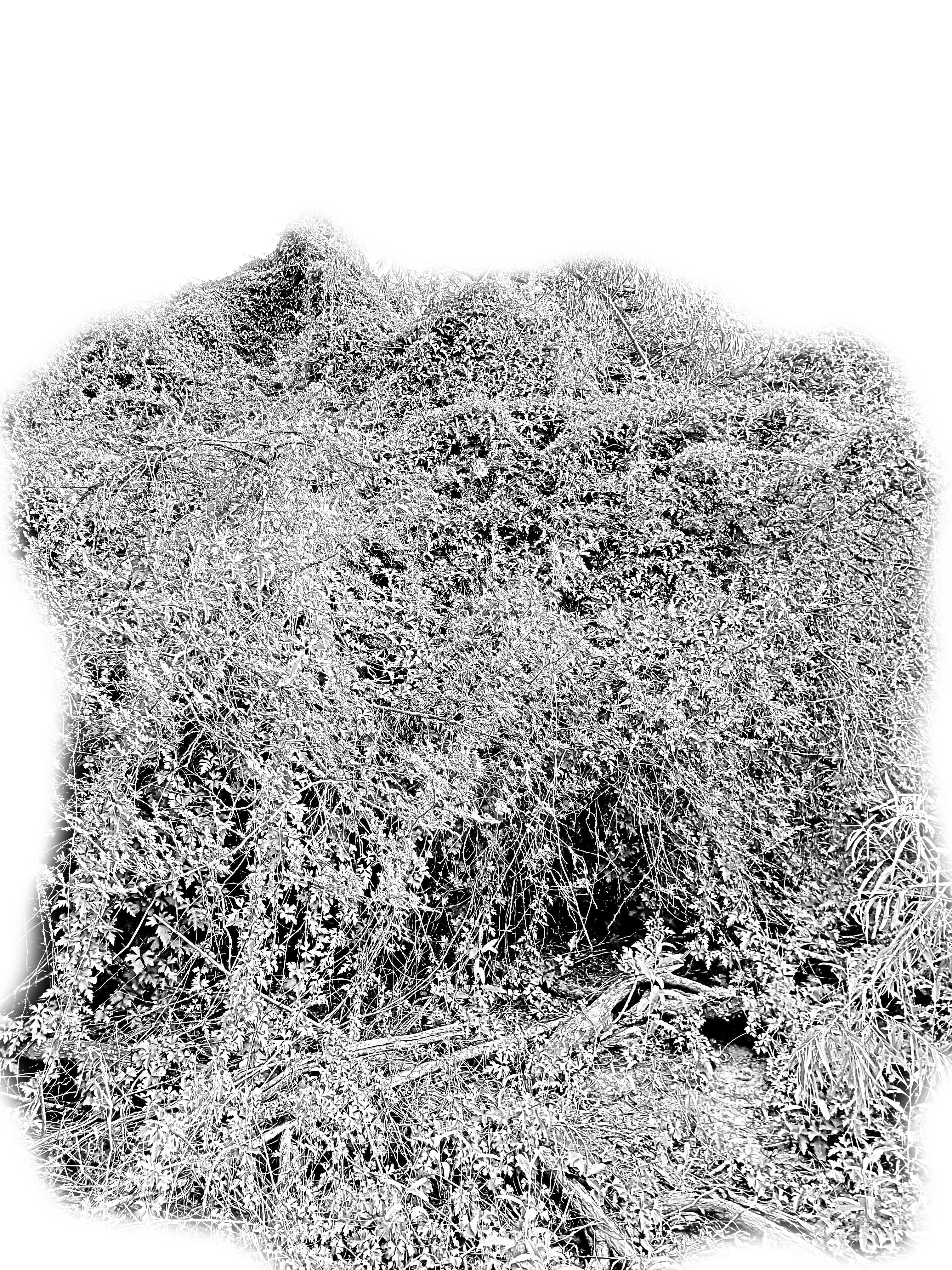 thicket