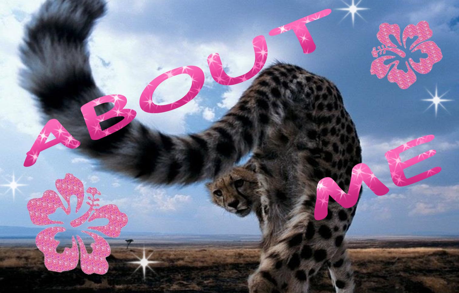Cheetah