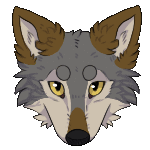 grey wolf with brown ears amd nose tip