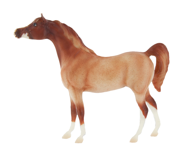 Red Roan Sabino Part Arabian