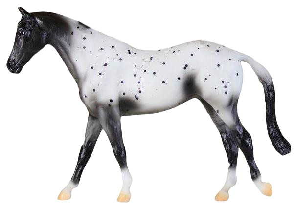 Semi-Leopard Appaloosa