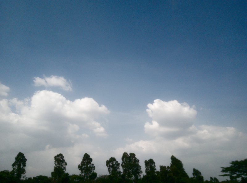 awan putih di atas pepohonan