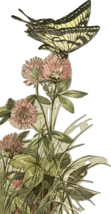 655ee4de7a7bac6a69319a2c9b8a0554.png