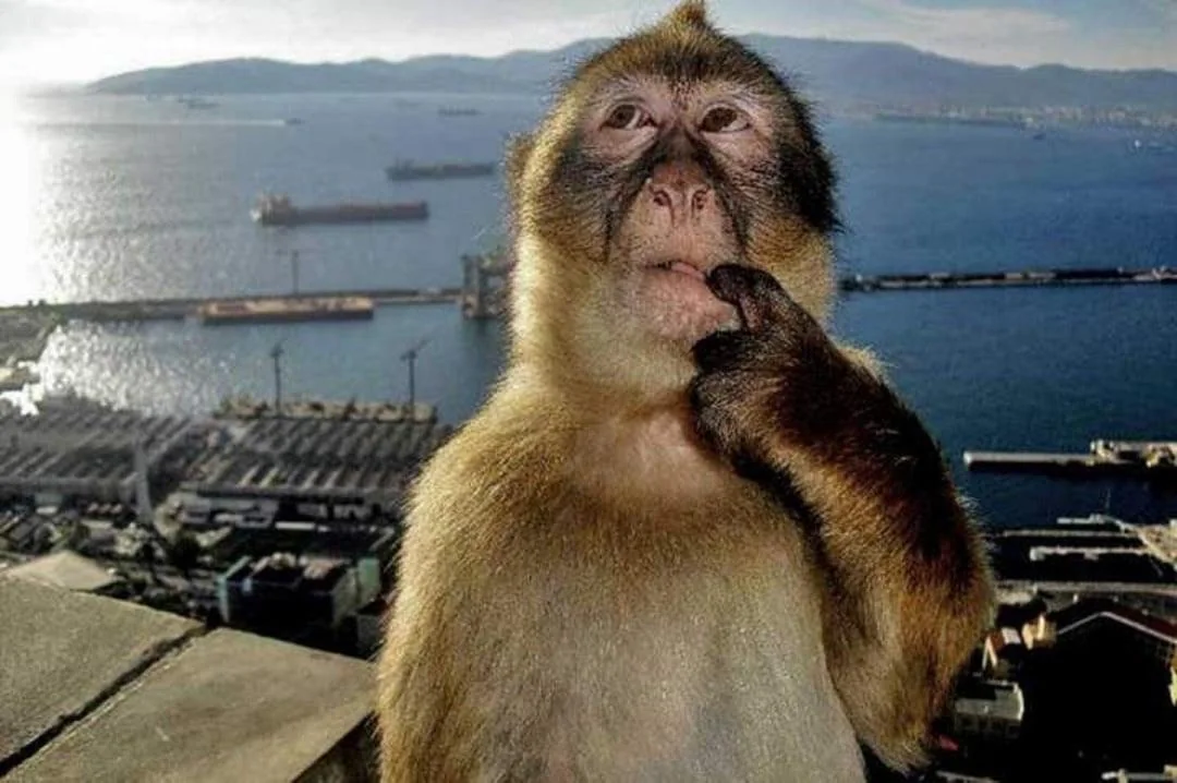 monkey think